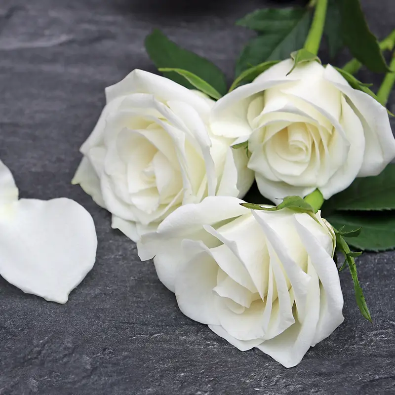 weiße Rosen